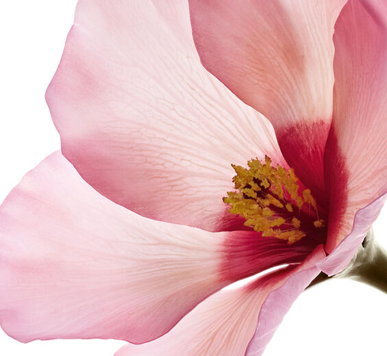 Hibisco sabdariffa-Ácidos florais de hibisco sabdariffa-Hibiscus sabdariffa flower extract
