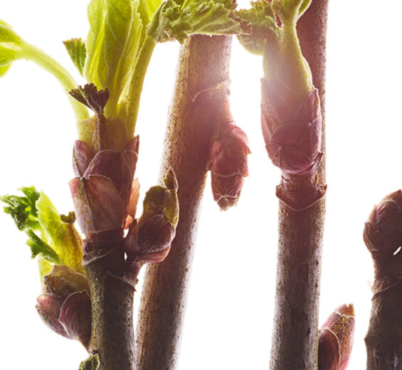 Groselheira-preta-Extrato de rebento da groselha-preta bio-Ribes nigrum (black currant) bud extract