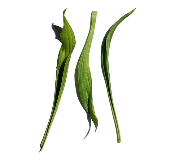 Tanchagem-Extrato de tanchagem-Plantago lanceolata leaf extract