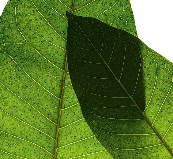 Harungana-Extrato de harungana bio-Harungana madagascariensis extract