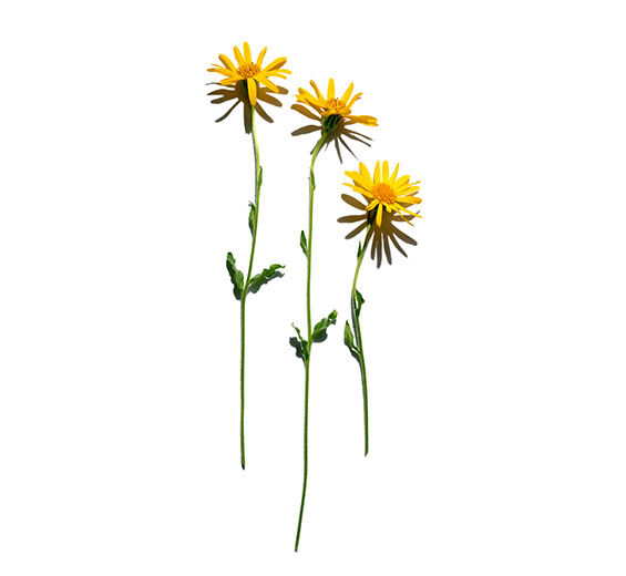 Arnica-Extrato de arnica-Arnica montana flower extract
