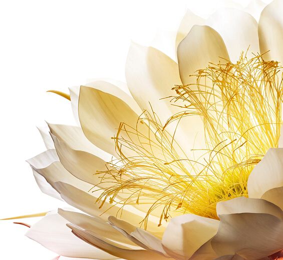 Dama-da-noite-Crioextrato de dama-da-noite-Cereus grandiflorus (cactus) flower extract