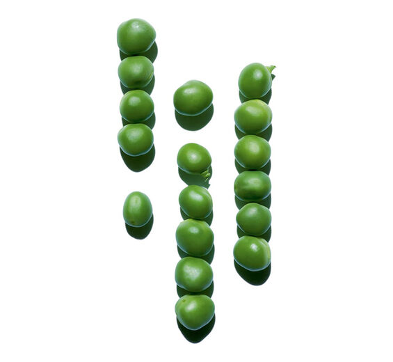 Ervilha-Extrato de ervilha-Pisum sativum (pea) extract