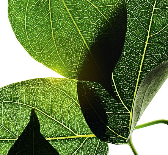 Gymnema-Extrato de gymnema-Gymnema sylvestre leaf extract