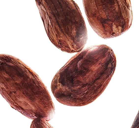 Cacaueiro-Extrato de cacau em pó-Theobroma cacao (cocoa) extract