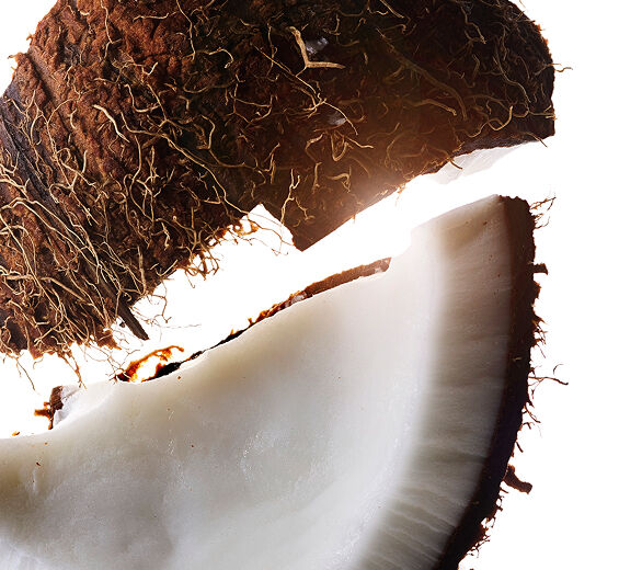 Coqueiro-&Oacute;leo de coco-Cocos nucifera (Coconut) oil
