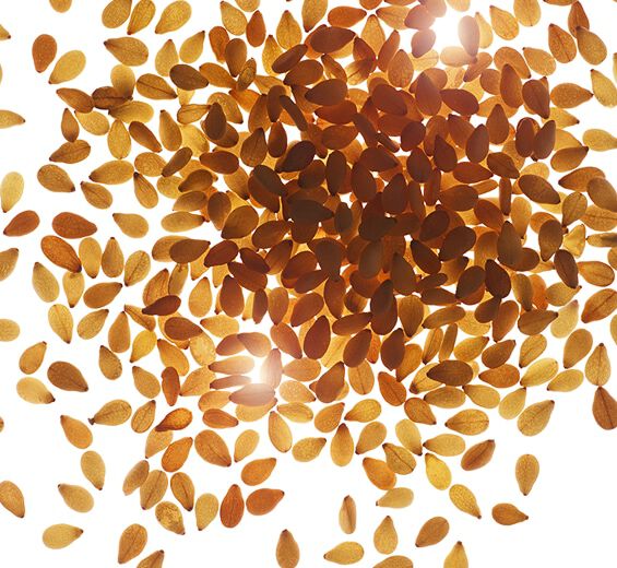 Sésamo-Óleo de sésamo bio-Sesamum indicum (sesame) seed oil