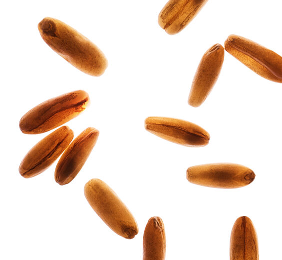 Aveia-Farinha de aveia-Avena sativa (oat) kernel flour