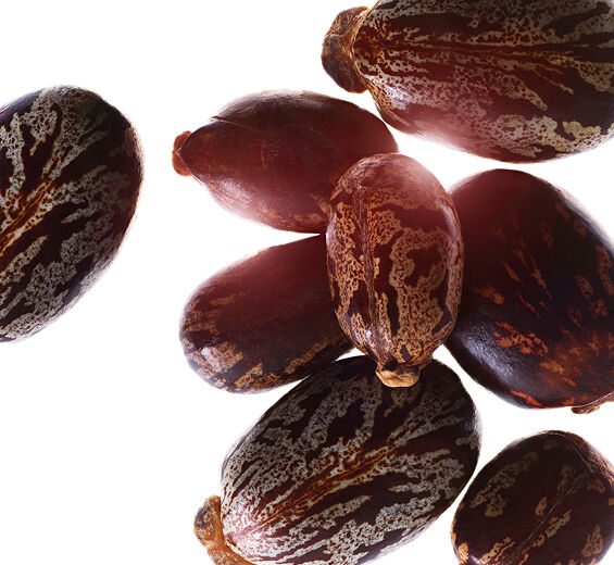 Rícino-Óleo de rícino-Ricinus communis (castor) seed oil
