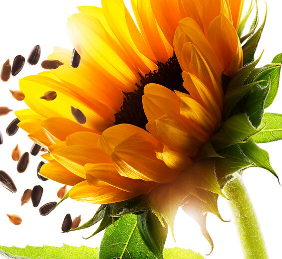 Girassol-Cera de girassol-Helianthus annuus (sunflower) seed wax