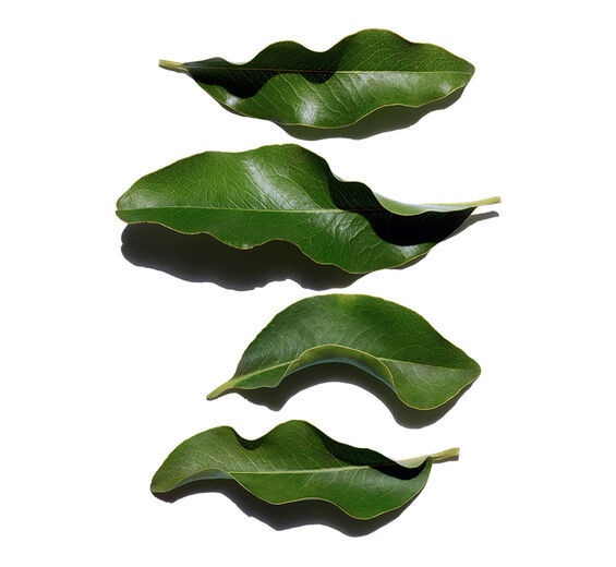 Ébano africano-Extrato de ébano africano bio-Diospyros mespiliformis leaf extract