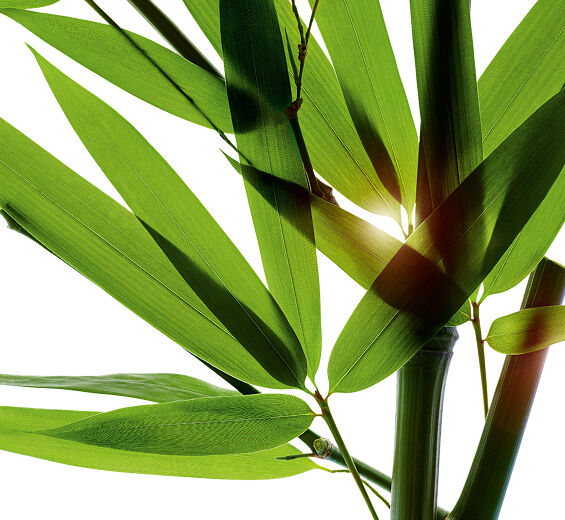 Bambu-Extrato de lágrimas de bambu-Bambusa arundinacea stem extract