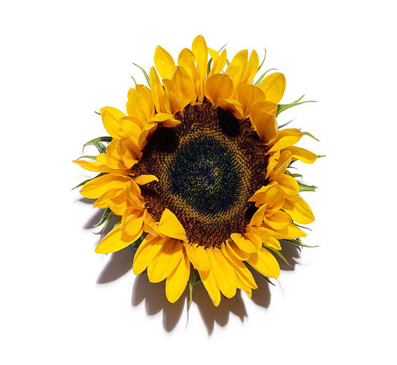 Girassol-Cera de girassol-Helianthus annuus (sunflower) seed wax