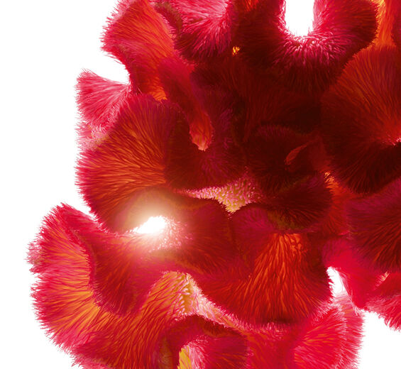 Celósia-Extrato de celósia-Celosia cristata flower extract