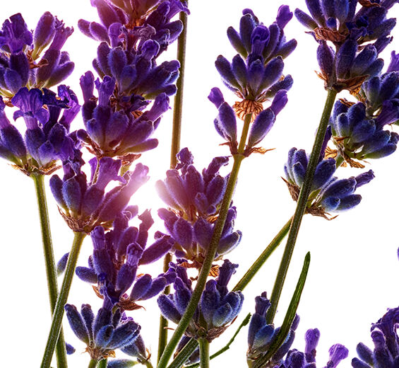 Lavanda-Óleo essencial de lavanda-Lavandula angustifolia (lavender) oil