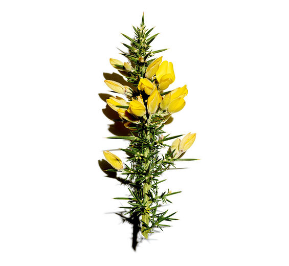 Tojo-Extrato de tojo bio-Ulex europaeus leaf/root/stem extract