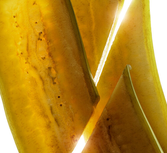 Bananeira-Extrato de banana verde bio-Musa sapientum (banana) fruit extract