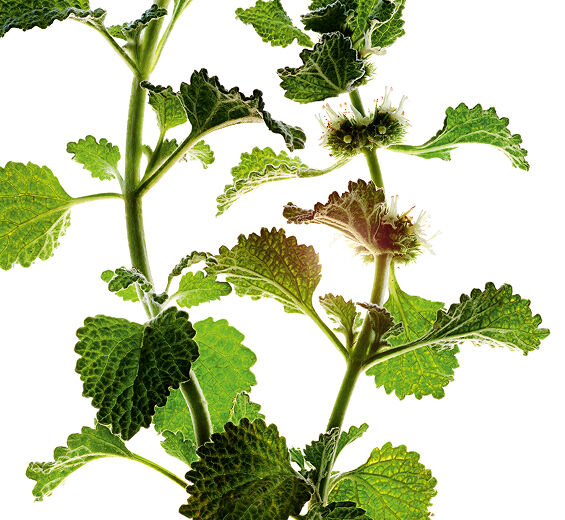 Marroio-branco-Extrato de marroio-branco bio-Marrubium vulgare extract