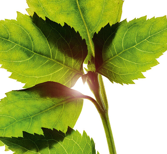 Patchouli-Óleo essencial de patchouli-Pogostemon cablin oil