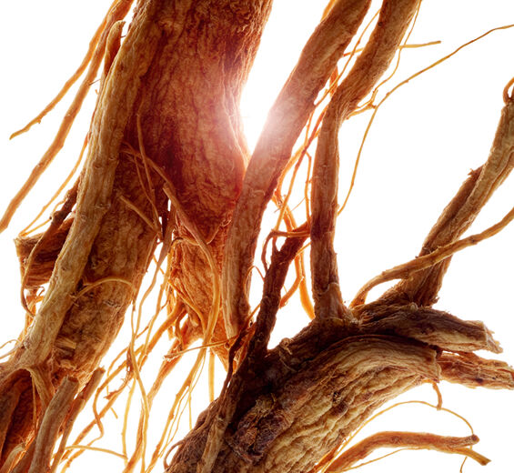 Ginseng-Extrato de ginseng-Panax ginseng root extract