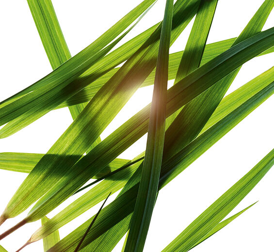Erva de bisonte-Extrato de erva de bisonte-Hierochloe odorata extract