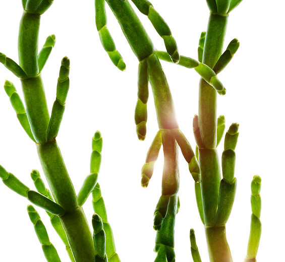 Salicórnia-Extrato de salicórnia bio-Salicornia herbacea extract