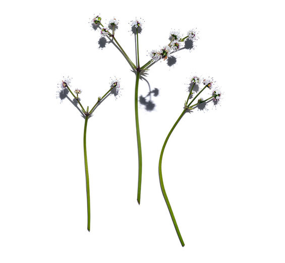 Sanícula-Extrato de sanícula bio-Sanicula europaea extract