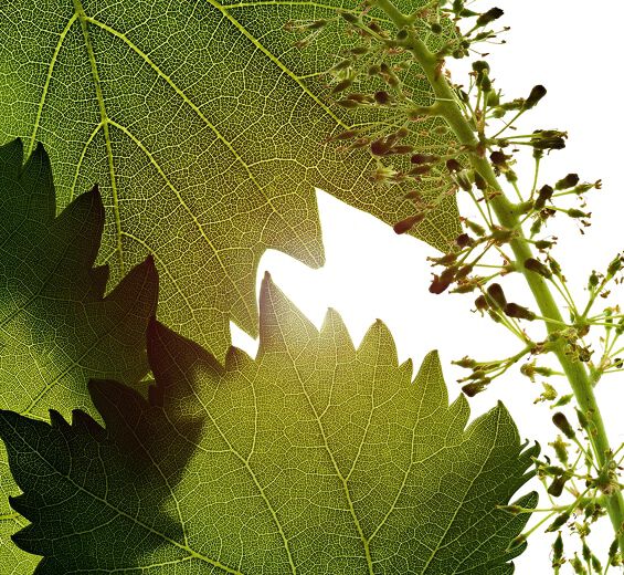 Videira-Extrato da célula das flores da videira-Vitis vinifera (grape) flower cell extract