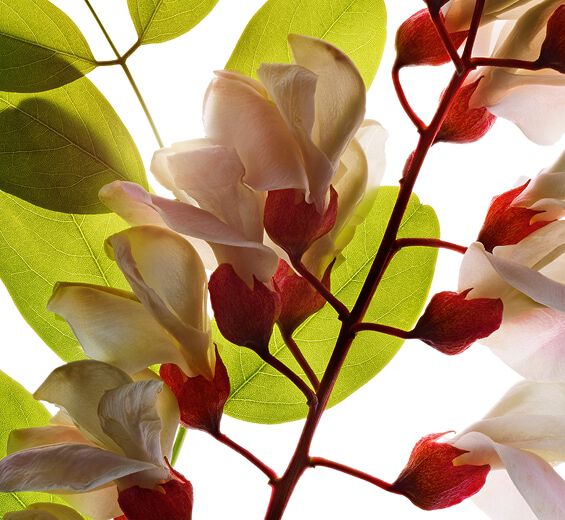 Acácia-bastarda-Água de flor de acácia-bastarda-Robinia pseudoacacia flower extract