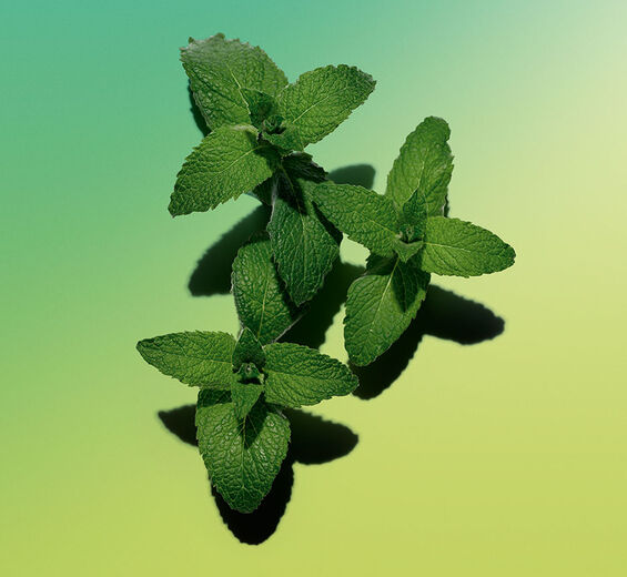 Hortelã-Óleo essencial de hortelã-Mentha arvensis leaf oil
