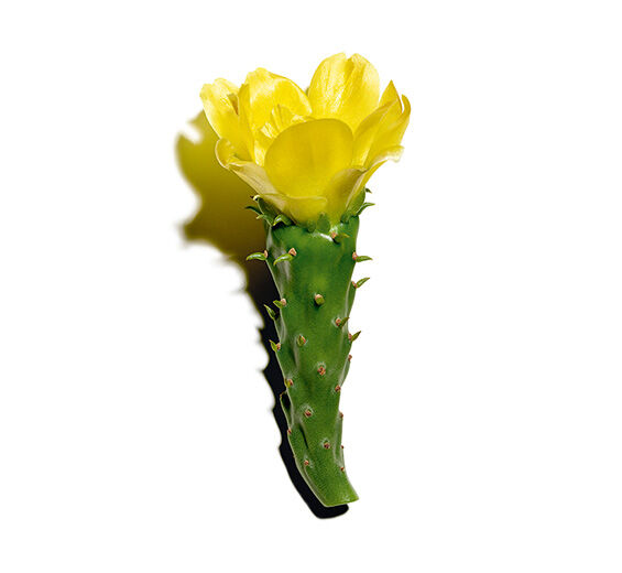 Figueira-da-índia-Extrato de figueira-da-índia-Hydrolyzed opuntia ficus-indica flower extract