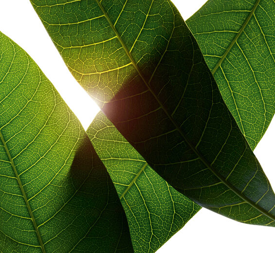 Mangueira-Extrato de folha de manga bio-Mangifera indica (mango) leaf extract