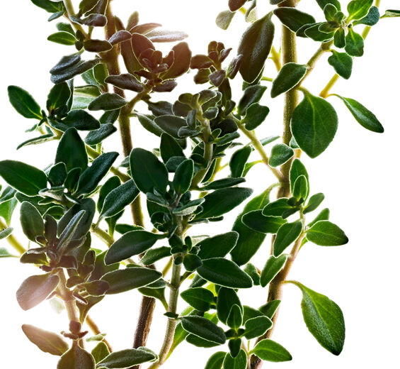 Tomilho-limão-Extrato de tomilho-limão-Thymus citriodorus flower/leaf extract