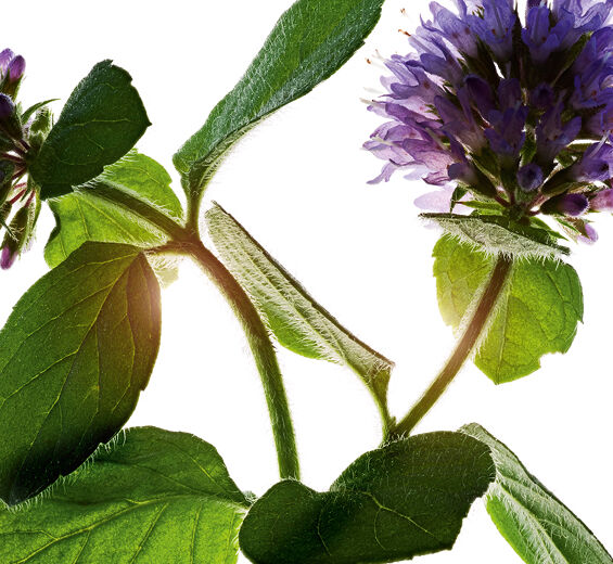 Hortelã-da-água-Hortelã-da-água bio-Mentha aquatica leaf extract