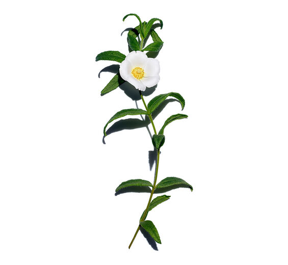 Sargaço-Extrato de sargaço bio-Cistus monspeliensis extract