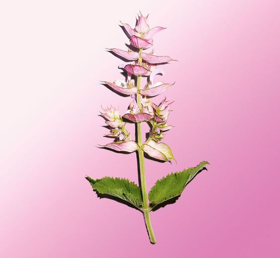 Sálvia-esclareia-Sclareolide-Sclareolide