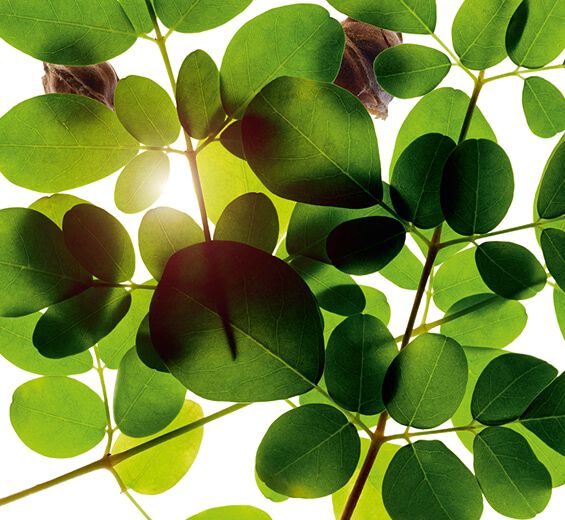 Moringa-Extrato de moringa-Moringa oleifera seed extract