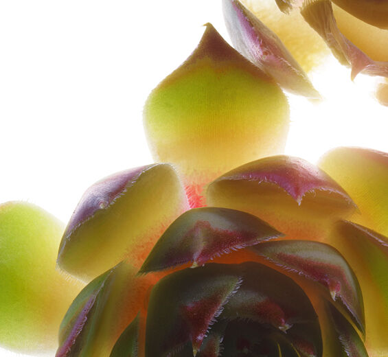 Suculenta-Extrato de suculenta bio-Sempervivum tectorum extract
