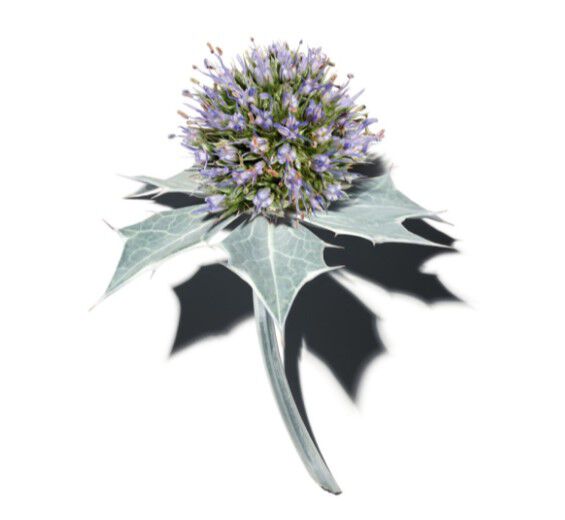 Cardo-marítimo-Extrato de cardo-marítimo bio-Sea Holly