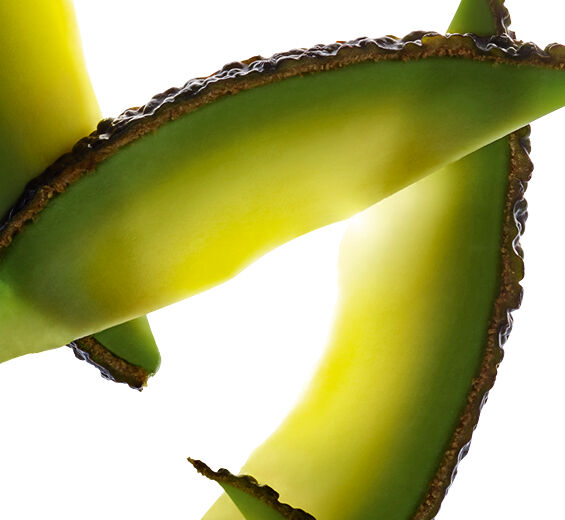 Abacateiro-Abacate insaponificável-Persea gratissima (avocado) oil unsaponifiables