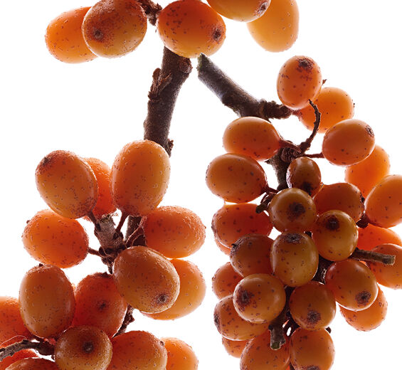 Espinheiro-amarelo-Extrato de espinheiro-amarelo (planta orgânica)-Hippophae Rhamnoides Kernel Extract