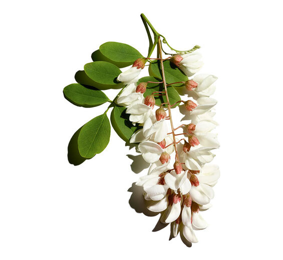 Acácia-bastarda-Água de flor de acácia-bastarda-Robinia pseudoacacia flower extract