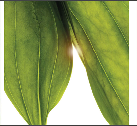 Genciana-Extrato de genciana bio-Gentiana lutea extract