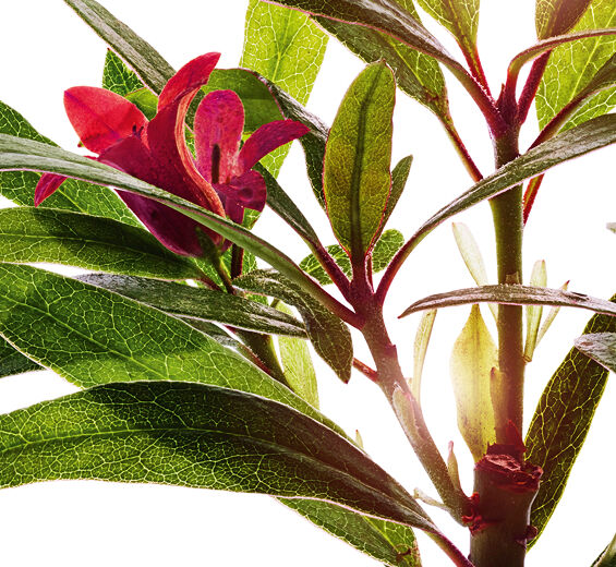 Rosa alpina-Extrato de rosa alpina-Rhododendron ferrugineum extract