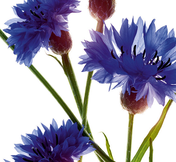 Centáurea-Extrato de centáurea bio-Centaurea cyanus flower extract