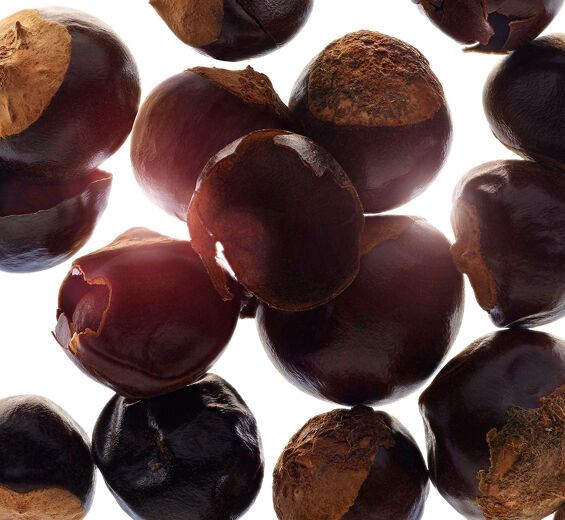 Guaraná-Extrato de guaraná bio-Paullinia cupana seed extract