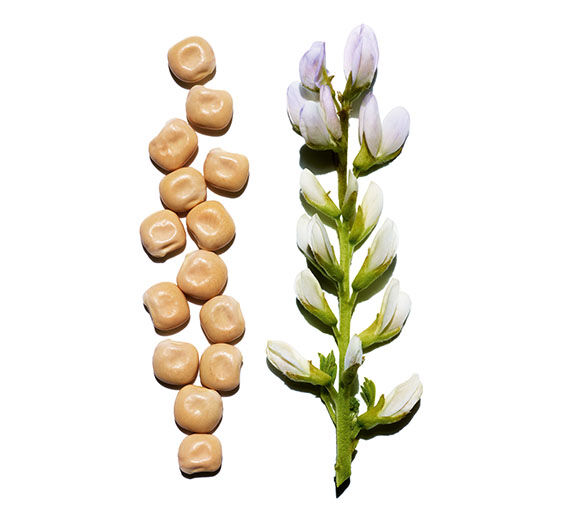 Tremoço-branco-Extrato de tremoço-branco bio-Hydrolyzed lupine protein