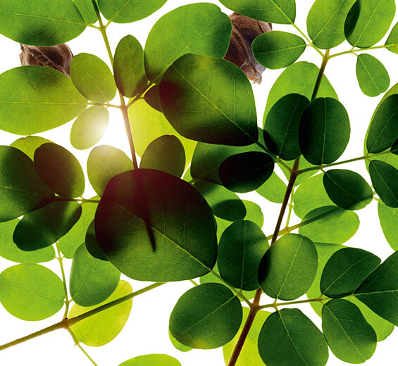 Moringa-Extrato de moringa-Moringa oleifera seed extract