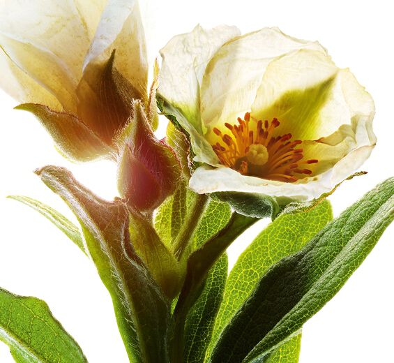 Sargaço-Extrato de sargaço bio-Cistus monspeliensis extract