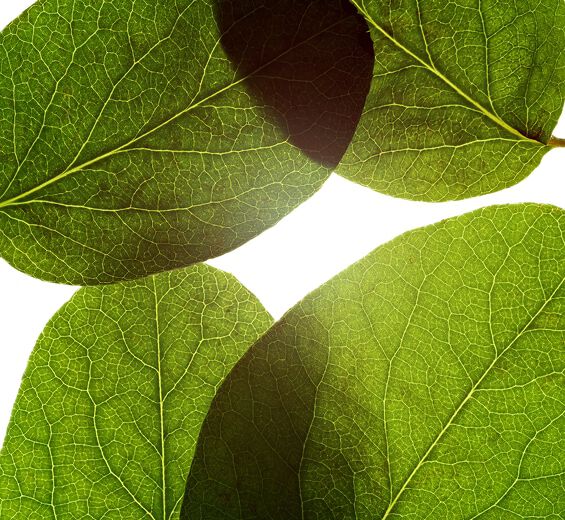 Marmeleiro-Folha de Marmelo-Cydonia oblonga leaf extract